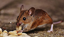 24 Hour & Emergency Exterminators in Tarawa, NC